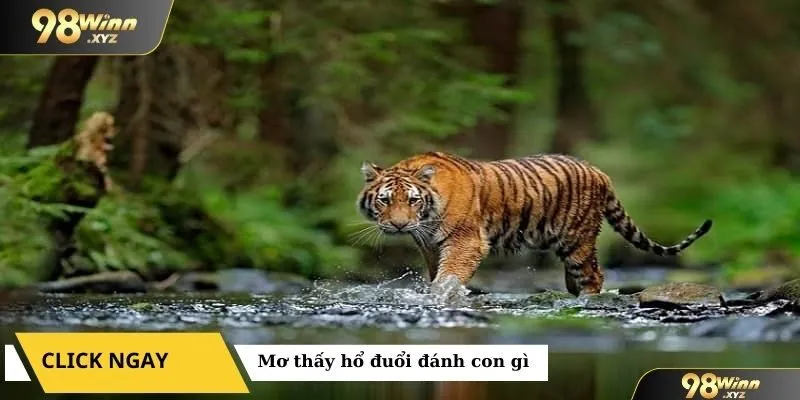 mơ thấy hổ đuổi đánh con gì