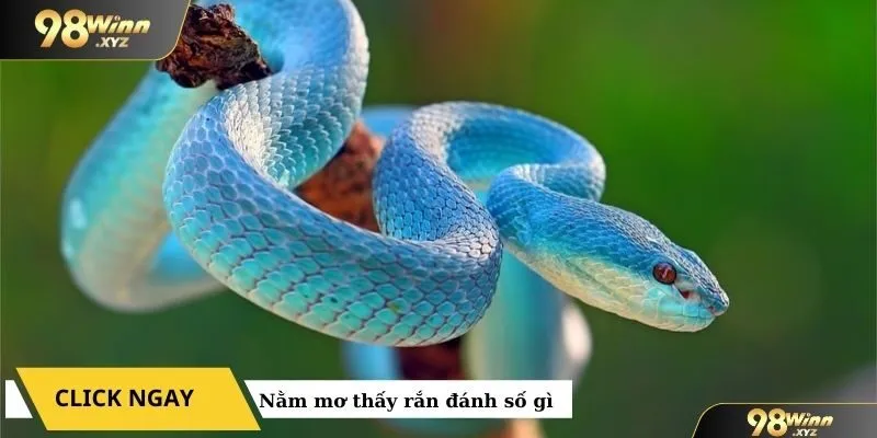 nằm mơ thấy rắn đánh số gì